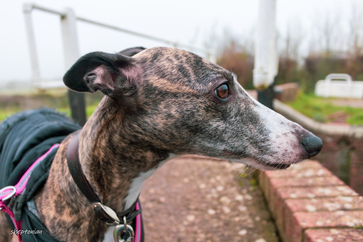 martynfreestone's tweet image. What a beauty ...
#whippet #sighthound #dogs #dogsoftwitter #canine #portrait #animal #bitch