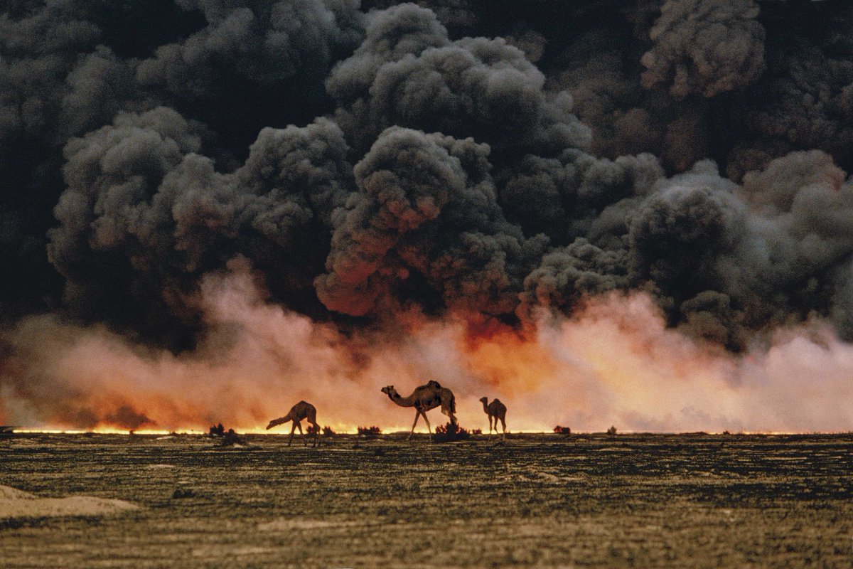 Camels on the Ahmadi oil fields, Kuwait, 1991 - by Steve McCurry (1950), American