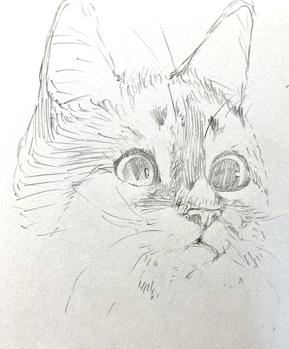 最近のもふもふもしゃ🐈🐈‍⬛
