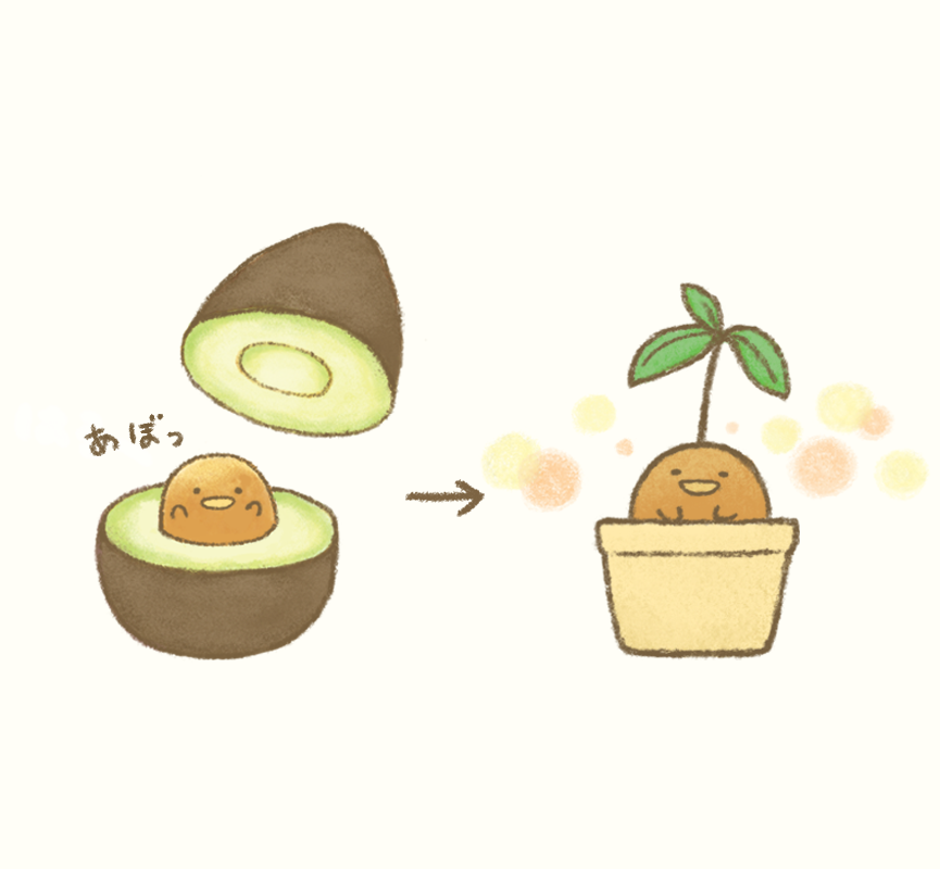 食べ終わったアボカドの種を育てたら立派な観葉植物になる 可愛い うっかり庭に植えたら4m超えた Togetter