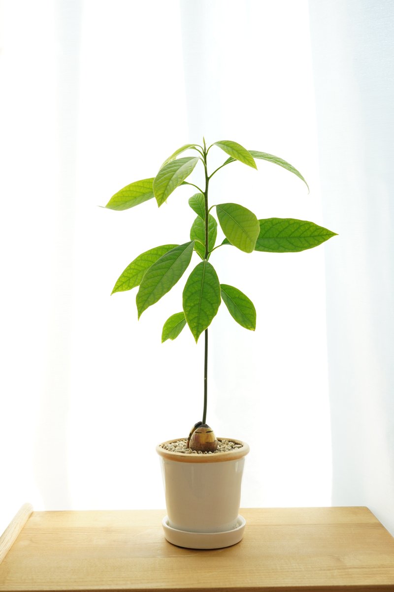 「アボカド?半年でこんな立派な観葉植物になってえらい。

(スーパーに普通に売って」|よこみぞゆりのイラスト