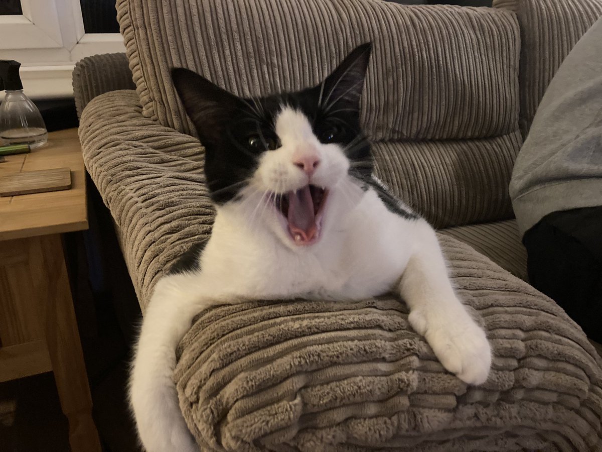 StillSuzi's tweet photo. @marishawallace Haha, cats are beat 😻😻 https://t.co/wArIrfE5Co