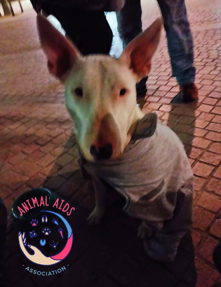 AAnimalaids's tweet photo. Vendredi nous étions à #Poitiers pour notre maraude auprès des chiens de personne sans domicile. Distribution de croquettes, couvertures et vêtements chauds ✨ https://t.co/PsGXzRm8EE