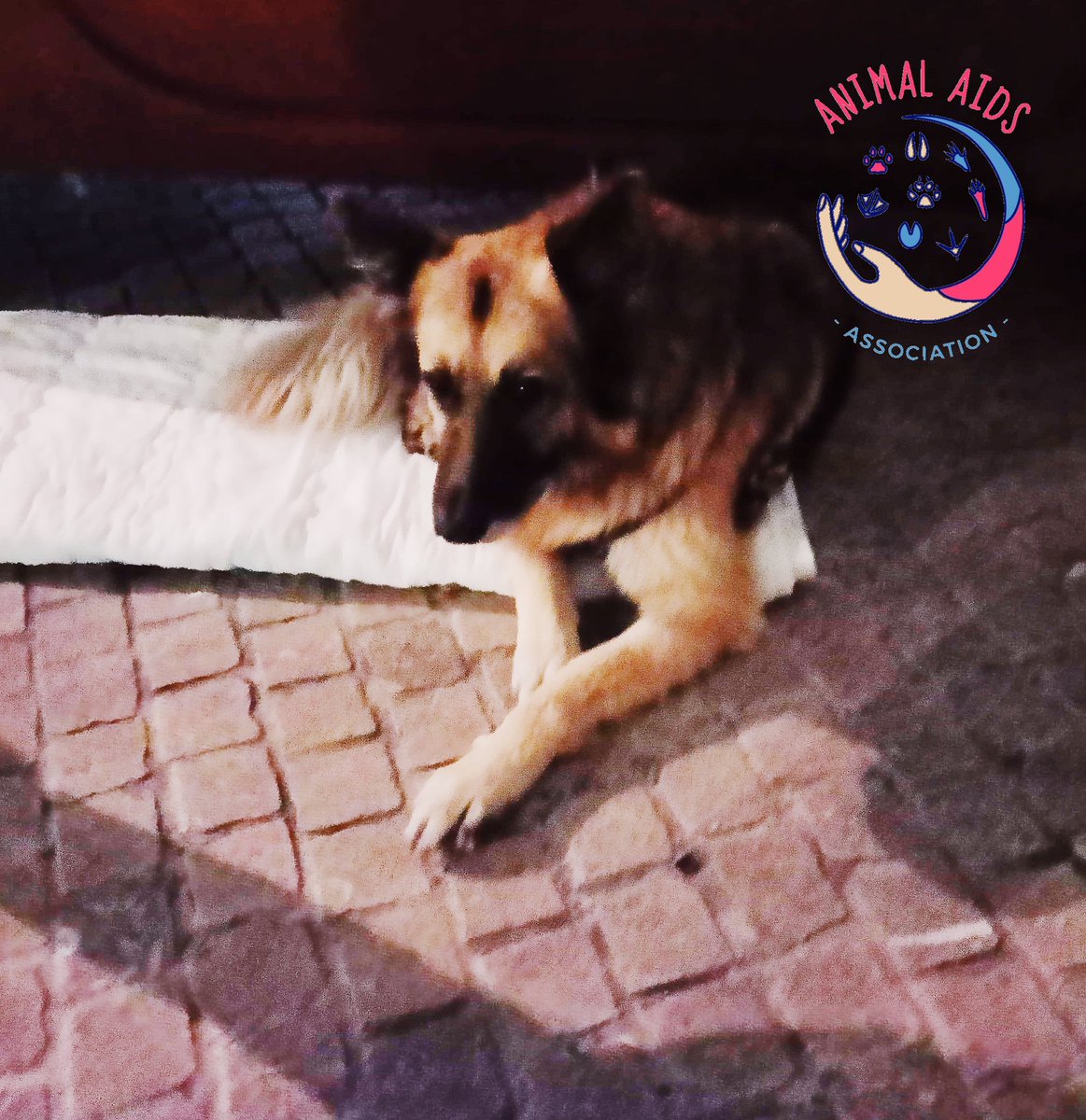 AAnimalaids's tweet photo. Vendredi nous étions à #Poitiers pour notre maraude auprès des chiens de personne sans domicile. Distribution de croquettes, couvertures et vêtements chauds ✨ https://t.co/PsGXzRm8EE