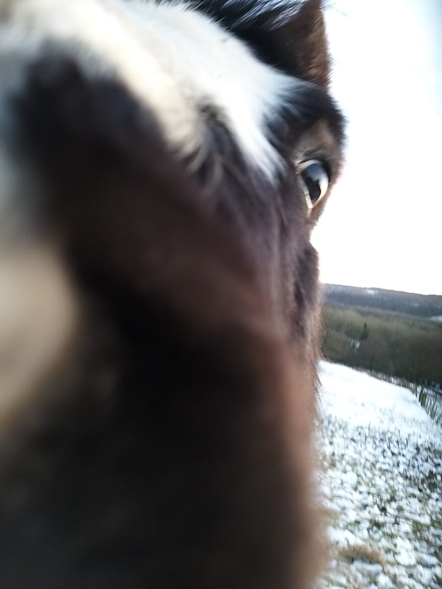 TLancashireBard's tweet photo. Oi you, runner

I've neigh seen you before, are you local? https://t.co/EDHdqq1KZw