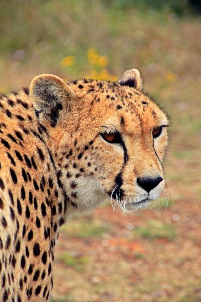 cpLandOrSea's tweet photo. South Africa is home to a diverse range of wildlife, but perhaps no animals are more famous than the Big five. Originally a term coined by hunters, the Big Five include the elephant, rhino, buffalo, lion, and leopard. There are few places left where you can see all five of... https://t.co/tcp4VI2ZuL