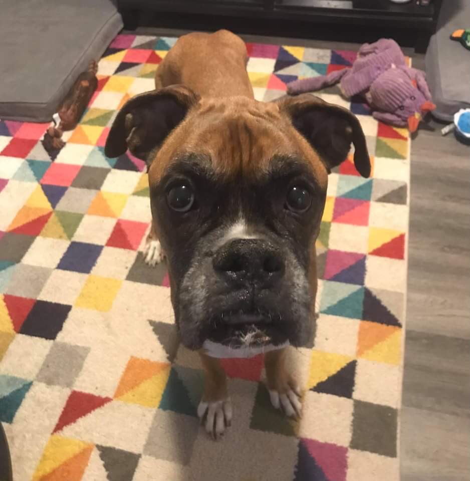 AtlBoxerRescue's tweet photo. Freedom Ride for this sweet boy!! Meet Jagger! ❤️🐾❤️ https://t.co/i5Y8USUc5D