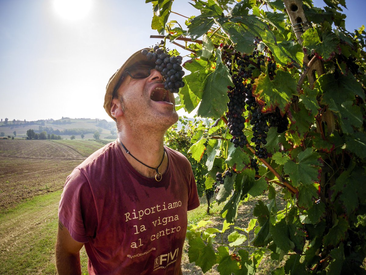 BesWinery's tweet photo. Harvest 2020 #bes #agricolabes #bereesognare #drinkinganddreaming #monferrato #piedmont #organicwine #redwine #winelover https://t.co/6n6y1yN58E