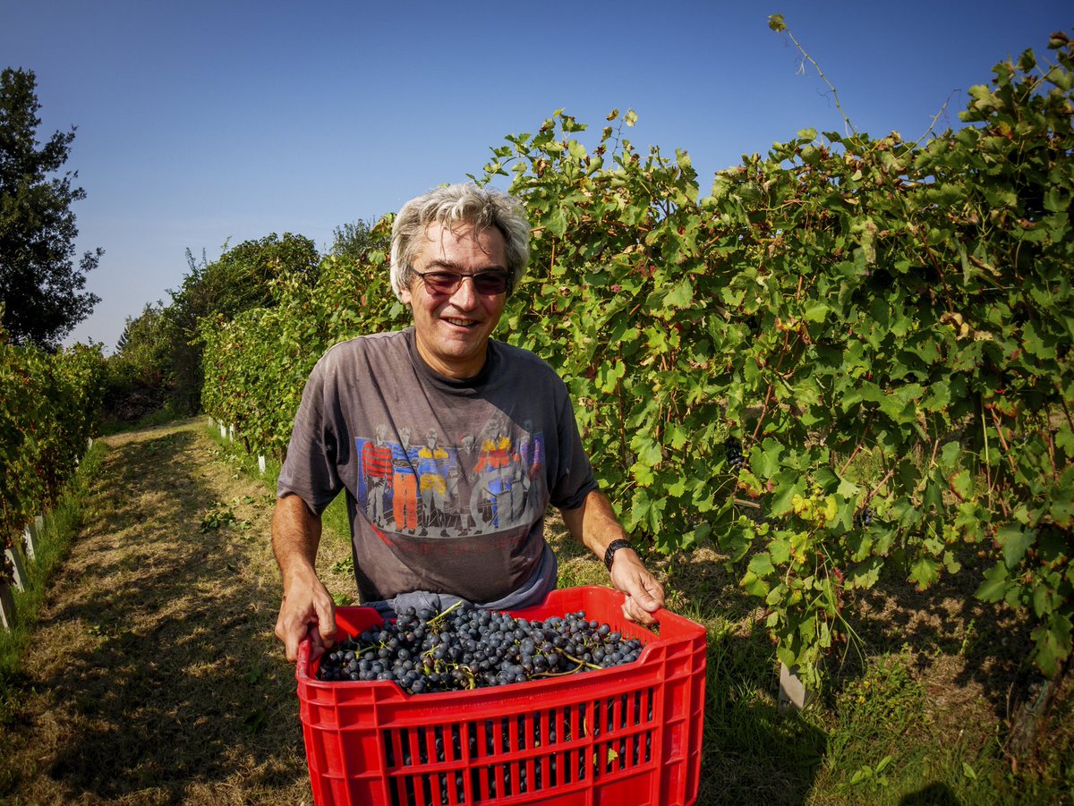 BesWinery's tweet photo. Harvest 2020 #bes #agricolabes #bereesognare #drinkinganddreaming #monferrato #piedmont #organicwine #redwine #winelover https://t.co/6n6y1yN58E