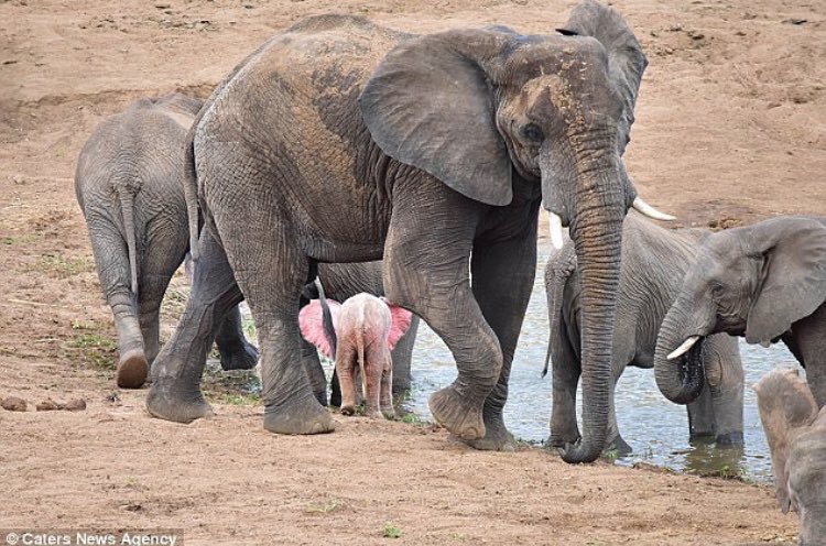 Weird_AnimaIs's tweet photo. A gorgeous pink albino elephant calf from Kruger National Park, South Africa.

(Photos: Nicki Coertze) https://t.co/Lj0mCsnCoF