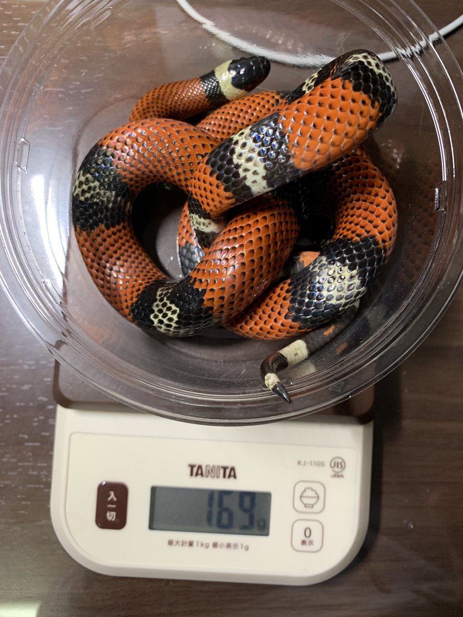 Saturn_milk's tweet photo. 2ヶ月ぶりかな

アカメ夫婦は冬は節食してて変化なし https://t.co/kf8TkPYtP0