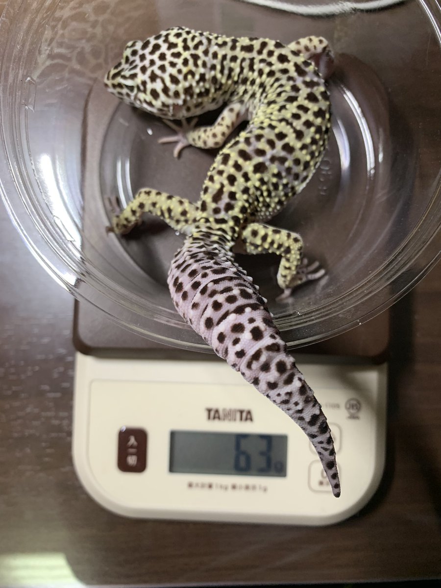 Saturn_milk's tweet photo. 2ヶ月ぶりかな

アカメ夫婦は冬は節食してて変化なし https://t.co/kf8TkPYtP0