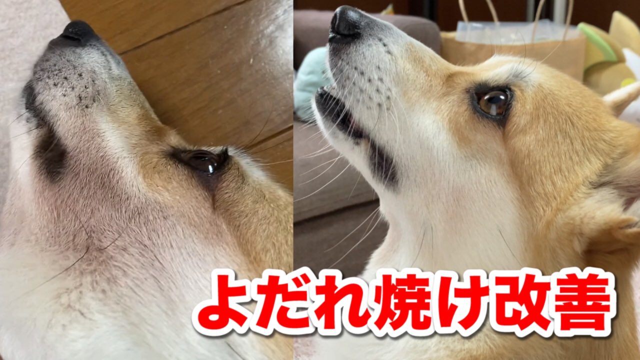 コーギー犬ももちゃんねる 口周りのよだれ焼けが酷く悩んでいましたが いろいろ試してキレイになりました T Co Vdkon8c17m コーギー よだれやけ プレミスティー Premisty 犬 Dog T Co N2axxjbesx Twitter