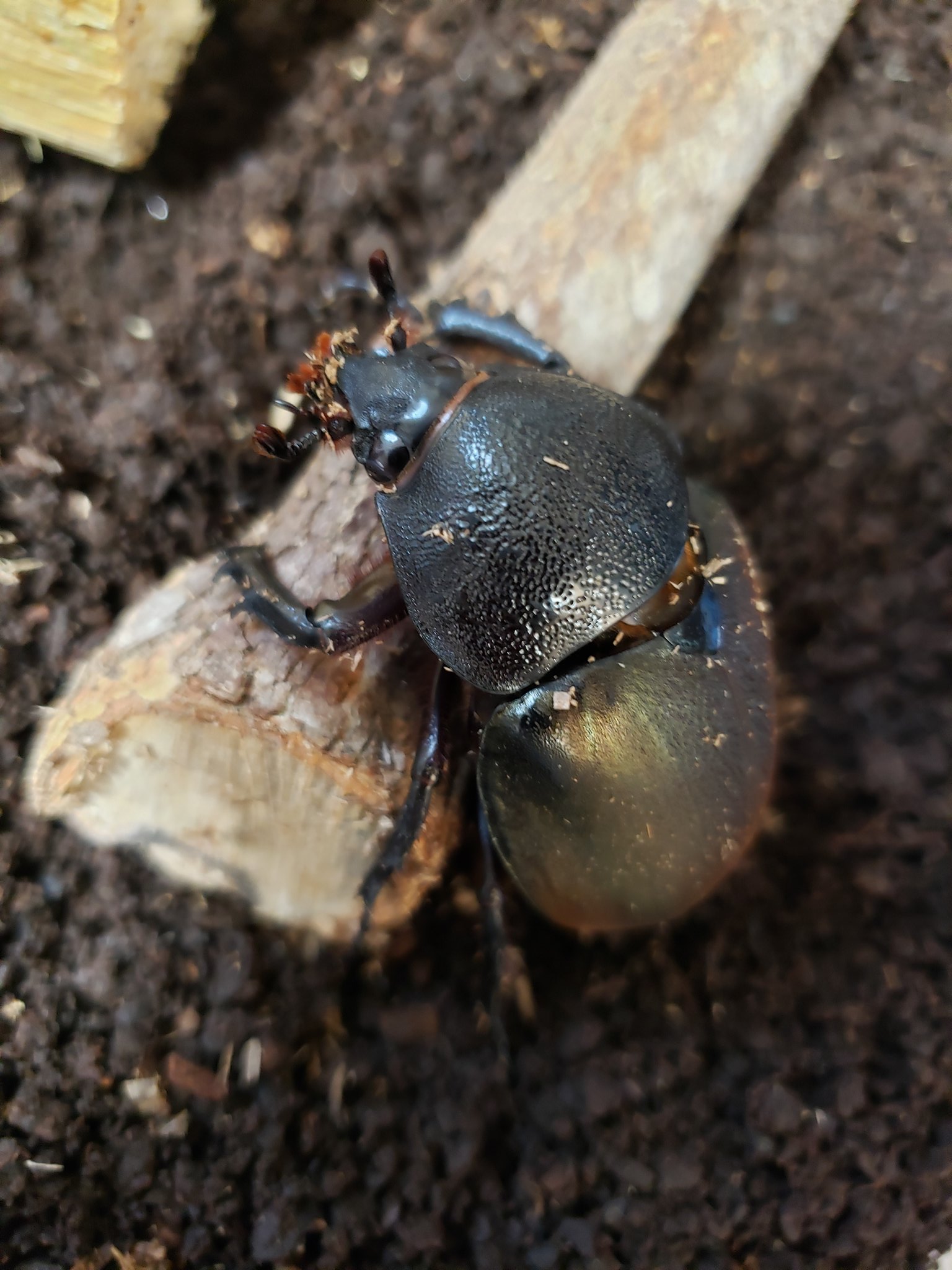 Tak Kuwa Wdコーカサスオオカブトメス ペアリングを試みましたがオスに投げ飛ばされました くわかぶプラネット購入 スマトラコーカサスオオカブト T Co Gvwa2la3ya Twitter Tak Kuwa Wdコーカサスオオカブトメス ペアリングを試みましたがオスに投げ飛ばされました くわかぶプラネット購入 スマトラコーカサスオオカブト T Co Gvwa2la3ya Twitter