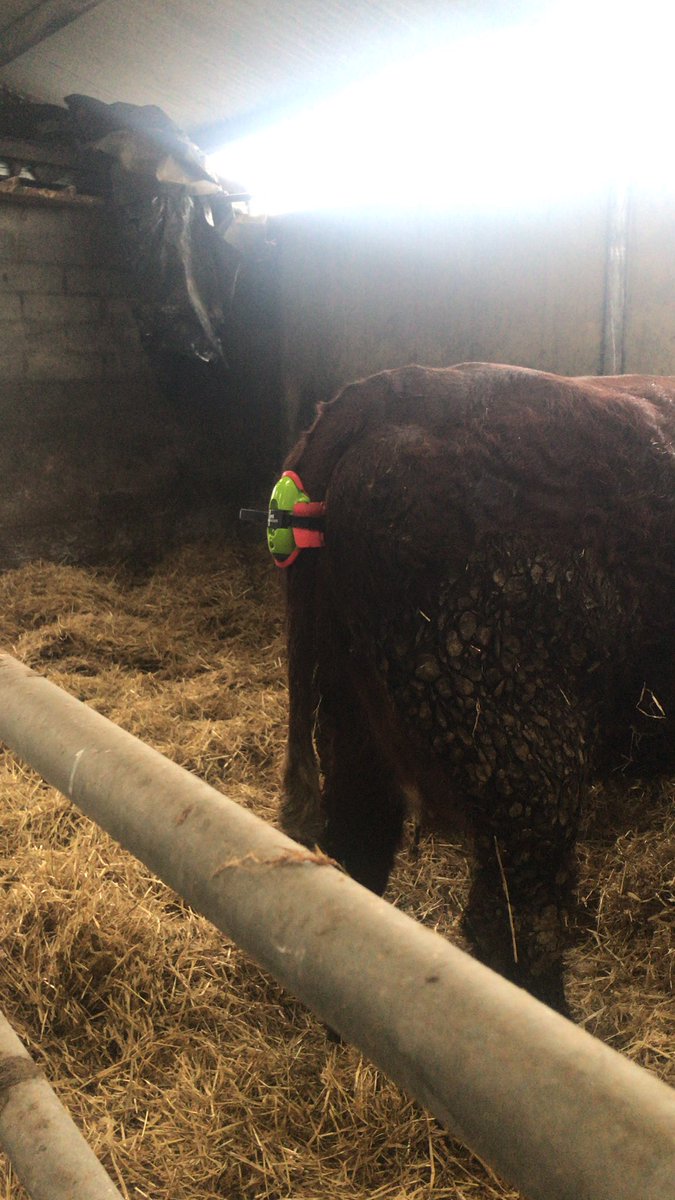 First run out for the new Christmas present from @moocallofficial. How do people find them? #calving2021 @LehinchTexels