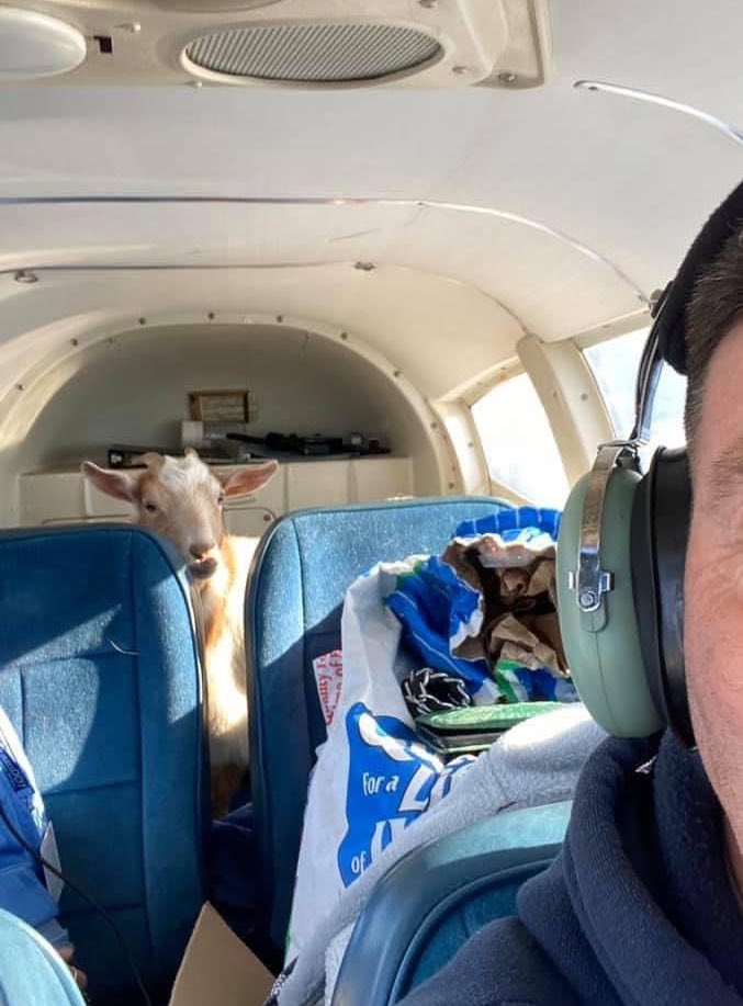 WMUR9's tweet photo. Got your goat! Check out the unusual passenger that boarded a plane to Concord. #ulocalnh 📷Tim Campbell 🐐 ✈️ via @ErinWMUR https://t.co/CtMczCJMad