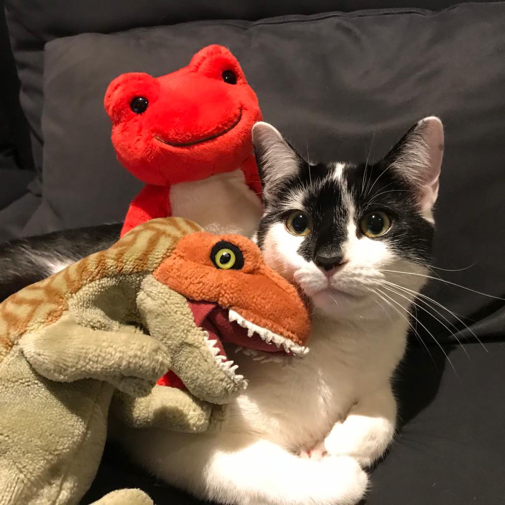 oselbam's tweet photo. Itโs fun to spend Sunday with friends
#samehousehold #CatsOfTwitter #SundayFunday #staysafestayhome https://t.co/525Kea9VDo