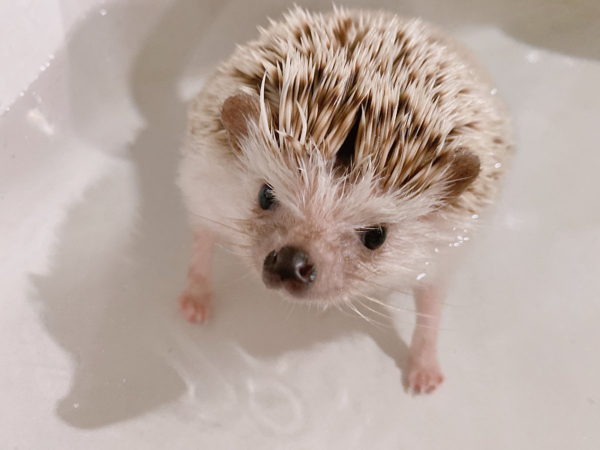 My grumpy face be like ⬇️😠 #wolfie #hedgehogs