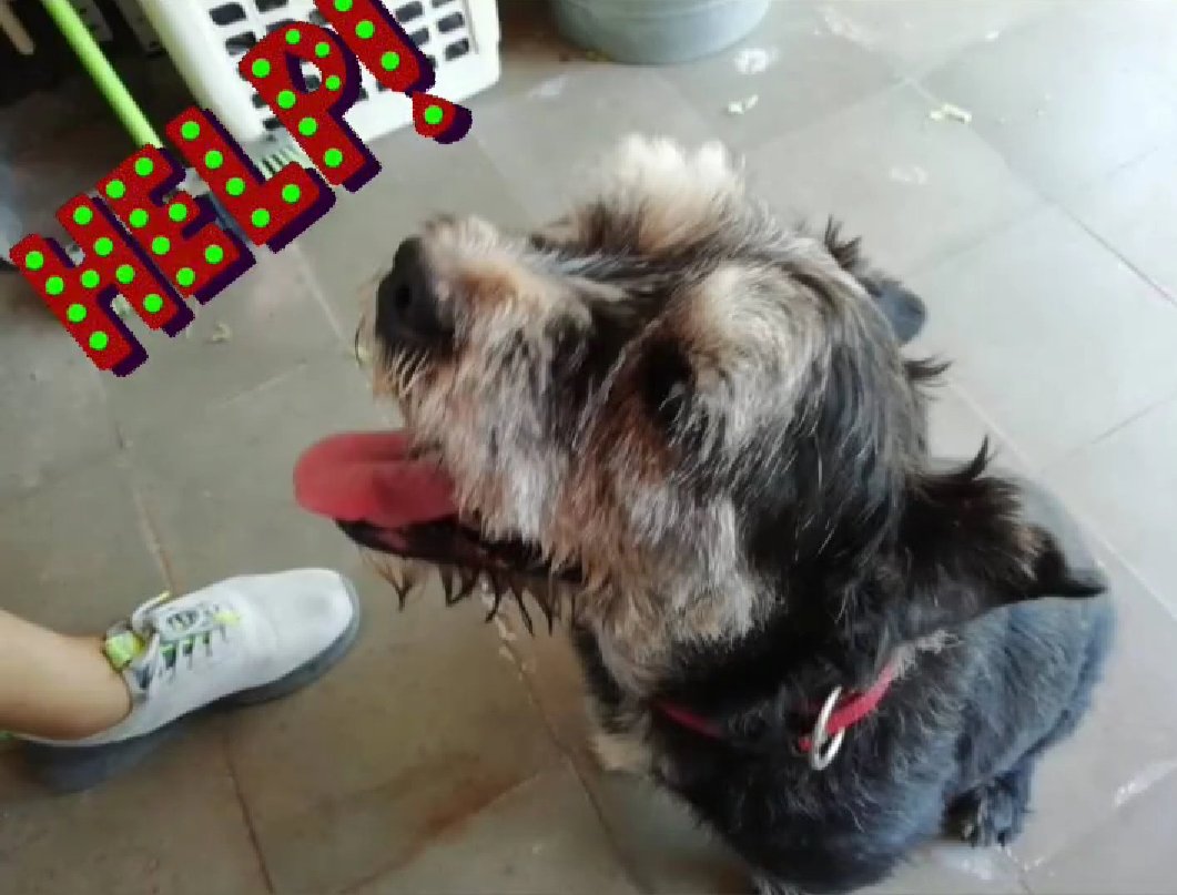 roger torello tweet media