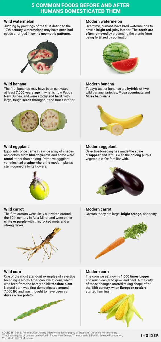 Sebagian besar buah dan sayuran yg kita makan selama ini adalah hasil manipulasi genetik buatan manusia selama ribuan tahun. Artinya, bentuk yg kita makan bukan bentuk orisinilnya. Seperti apa bentuk sebenarnya buah & sayur yg kita konsumsi saat ini? Berikut 5 di antaranya 😌