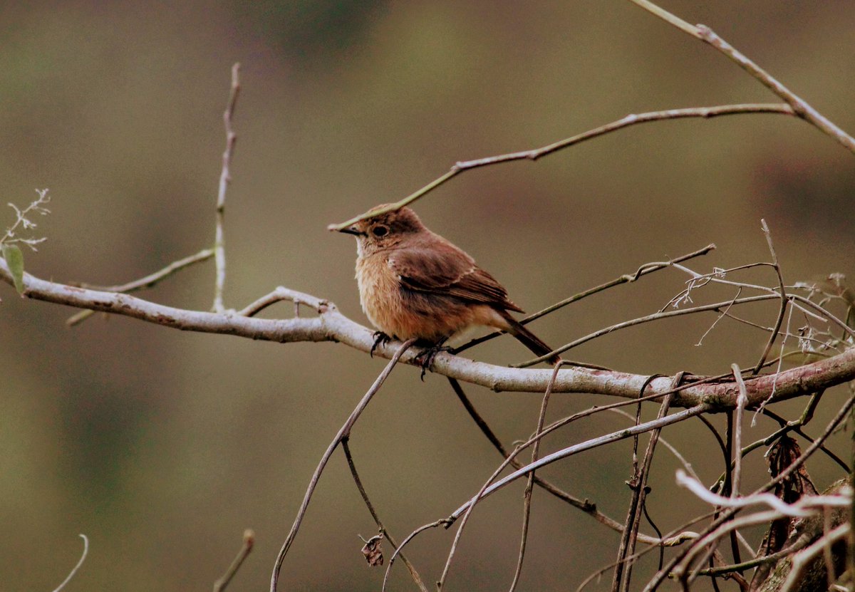WildlifePhoto11's tweet photo. #NaturePhotography #wildlife #birds #TwitterNatureCommunity #wildlifephotography #photographylovers @Britnatureguide https://t.co/stkb9D0Bfa