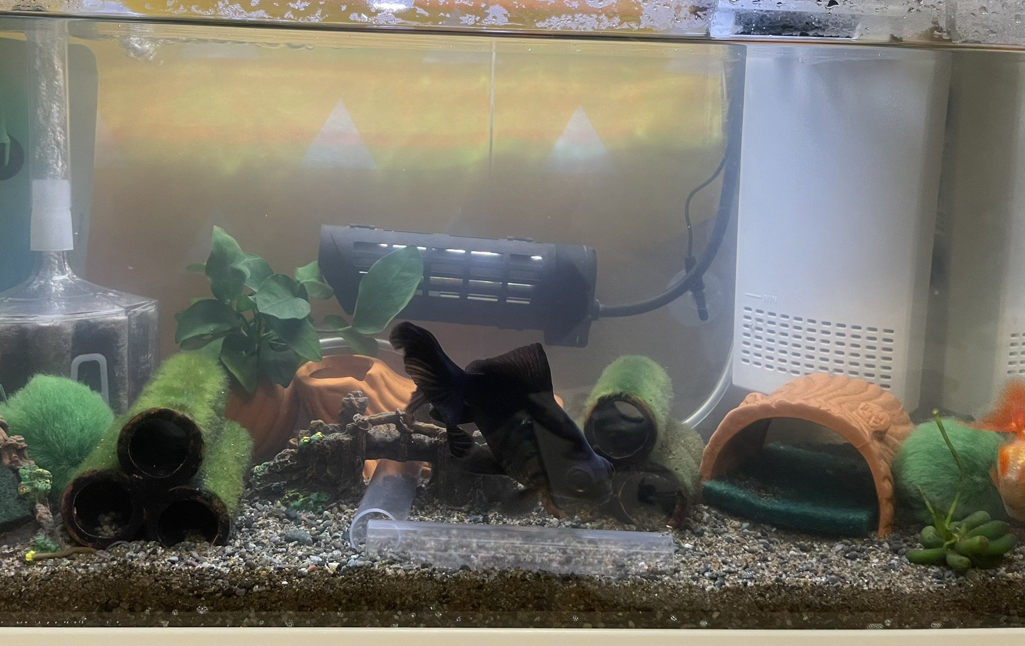 Takahiro 昨夜帰って金魚とどじょう に給餌したところまでは良いが 私が食事を終え部屋に戻ったところ出目金が細長いものを咥えてた 初めはどじょうのタブレットの餌かな と思ってたら どじょう を食べてた 明日の休みにはどじょうと金魚をセパレートで Takahiro 昨夜帰って金魚とどじょう に給餌したところまでは良いが 私が食事を終え部屋に戻ったところ出目金が細長いものを咥えてた 初めはどじょうのタブレットの餌かな と思ってたら どじょう を食べてた 明日の休みにはどじょうと金魚をセパレートで