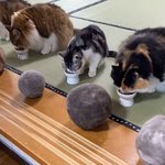 一年ほど集めた結果？猫の抜け毛から出来た猫毛ボールが凄すぎw