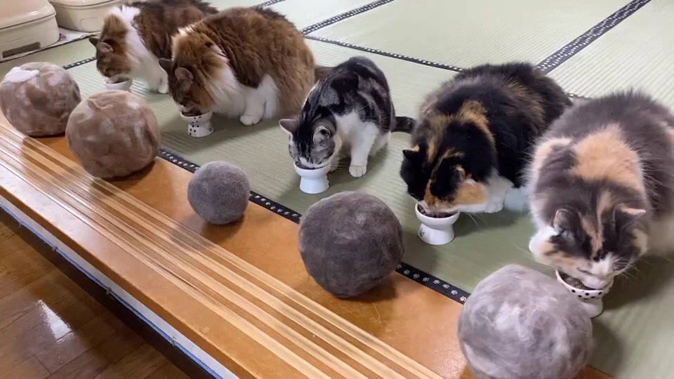 一年ほど集めた結果？猫の抜け毛から出来た猫毛ボールが凄すぎｗｗ