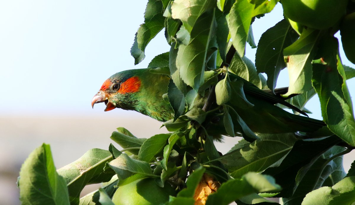 SandyHorne61's tweet photo. Okay, okay. I know my apples are sour. That's why I let you eat them. But no need to be rude. Sheesh! Musk lorikeets can be so picky!
@Britnatureguide @GSBioblitz @OutbackEco @ParrotOfTheDay @BirdlifeOz @TTGCouncil @UrbanBirdsOz #BirdsSeenin2021 #ModburyHeights #SouthAustralia https://t.co/5XdIbjL5cR