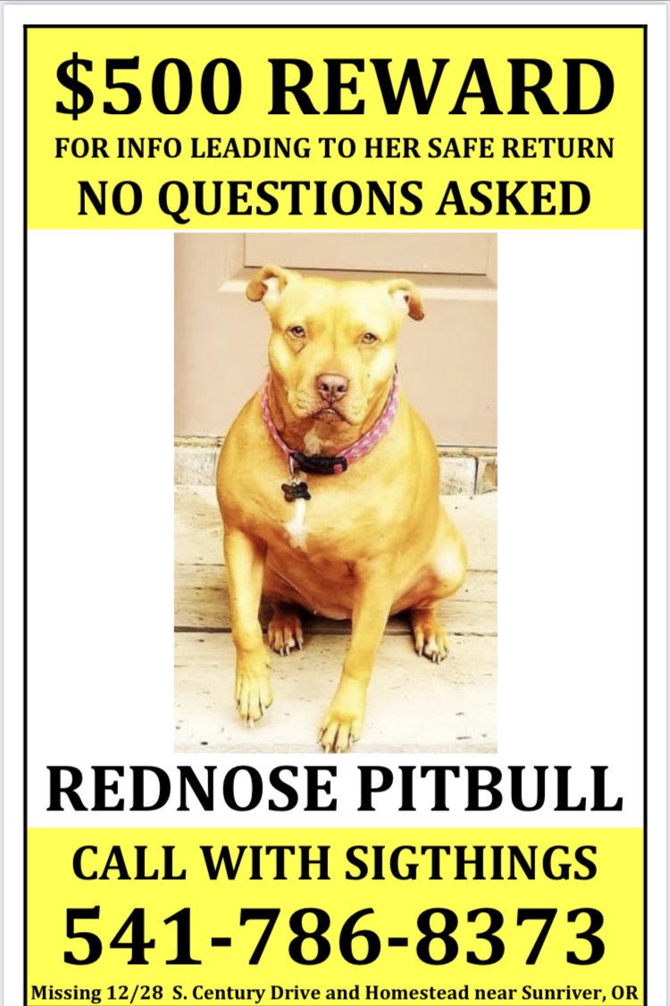 SunriverPD's tweet image. Sunriver and South Deschutes County friends, this is Goldie. Goldie is a service dog. It’s possible that Goldie has been picked up by another person and has yet to be returned to her owners. Call 541-693-6911 with any possible information to return Goldie to her owner.