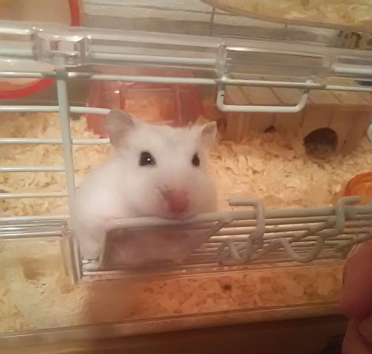 3年前に飼ってたハム(かまぼこちゃん)