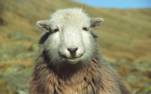EduSheep's tweet photo. Good morning sheepfans, and what a lovely crisp Sunday morning it is.
If you're considering a #Sundayroast today, we'd strongly recommend the vegan option. Or the beef or chicken.
But we wouldn't recommend the lamb. At all.
Or try soup. Soup is nice. Vegetable soup.
#sheeptips https://t.co/GmyohKlpSM