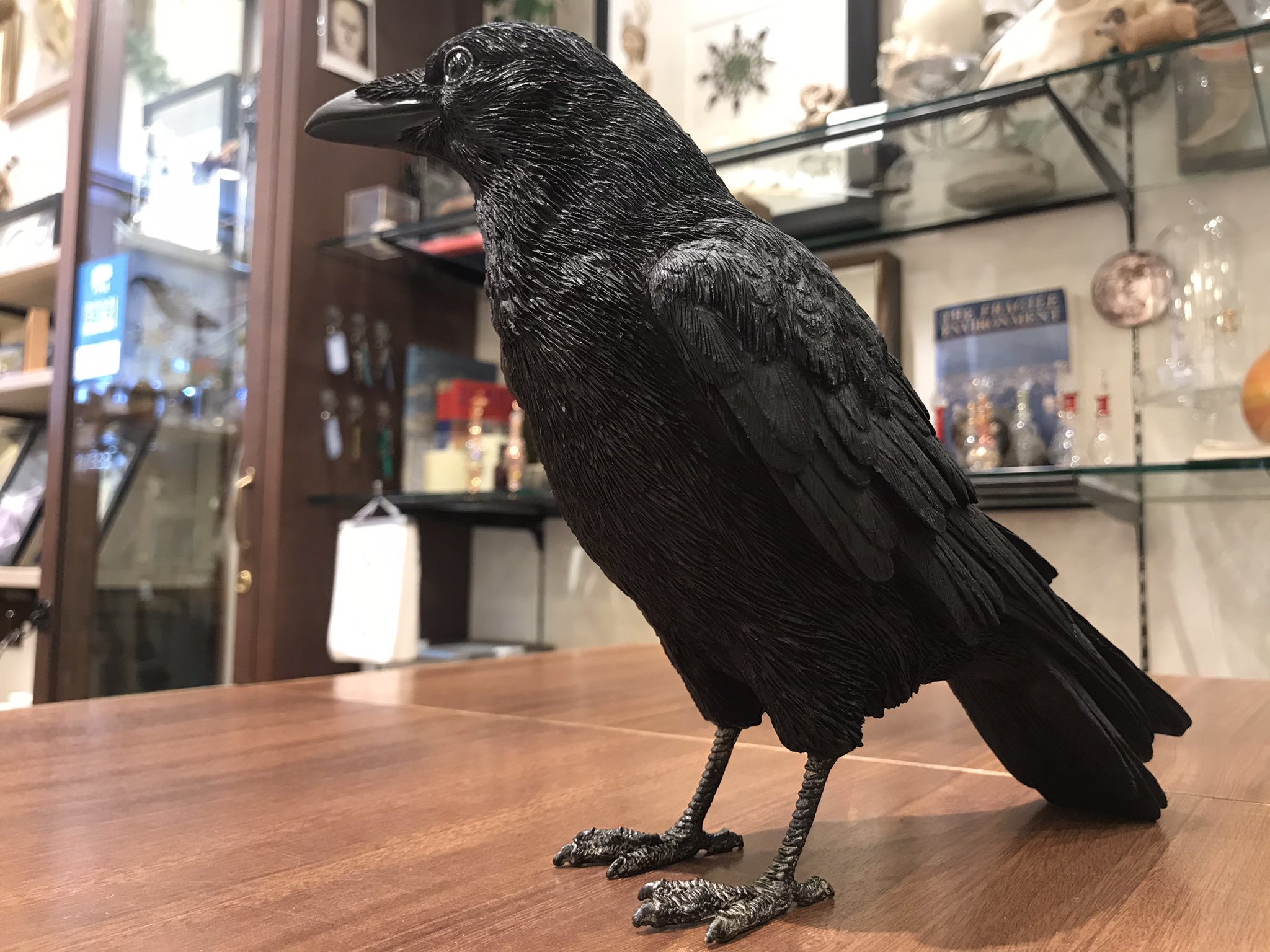Twitter 上的 The Study Room 仙台店 リアルすぎるカラスの貯金箱が届いております ハシボソガラス ハシブトガラスの２種類です お値段は4 400円です リアルで可愛いスズメのオブジェも一緒に届いております 渡辺 T Co 8bbshtsczt Twitter