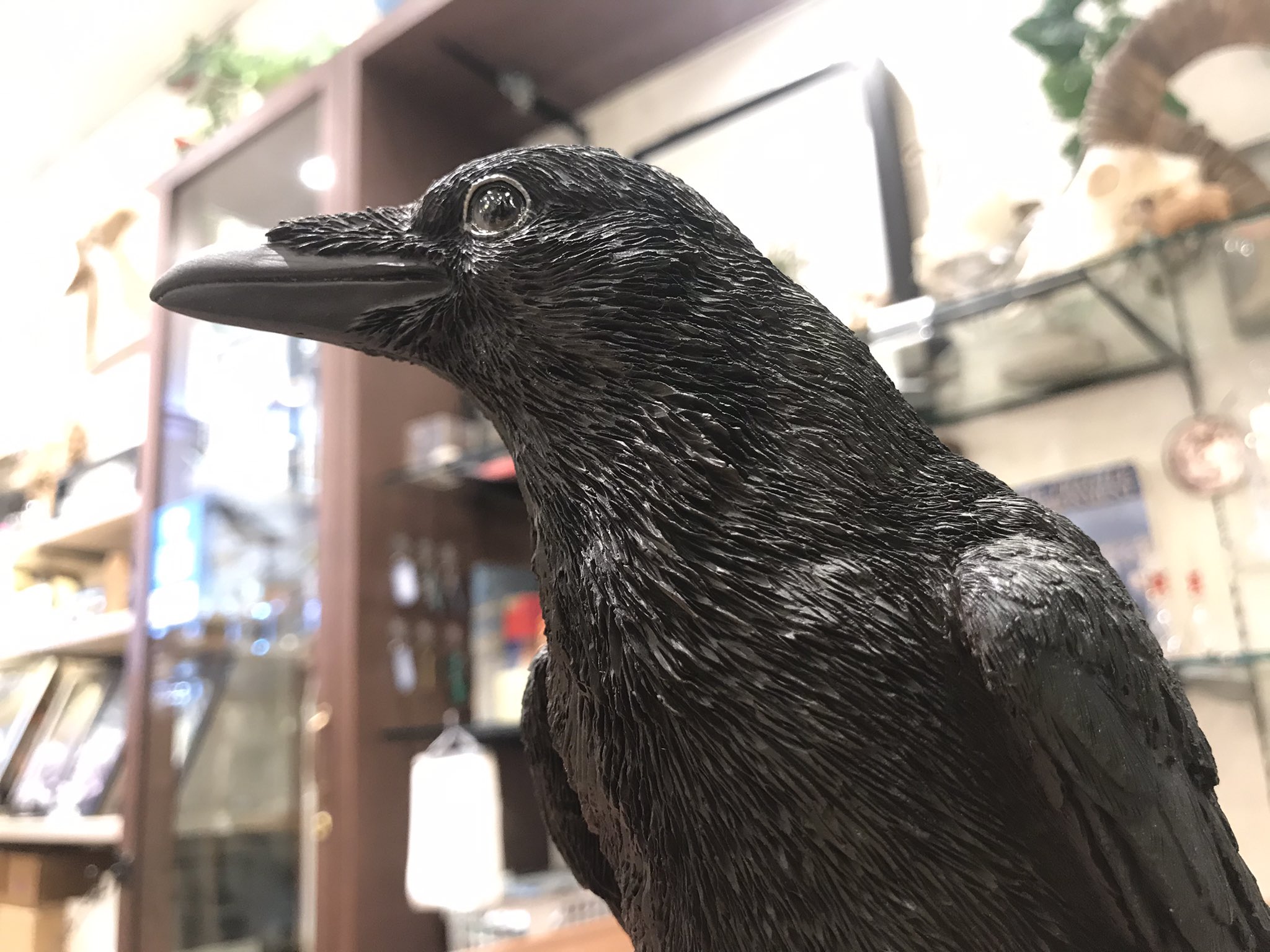 The Study Room 仙台店 リアルすぎるカラスの貯金箱が届いております ハシボソガラス ハシブトガラスの２種類です お値段は4 400円です リアルで可愛いスズメのオブジェも一緒に届いております 渡辺 T Co 8bbshtsczt Twitter