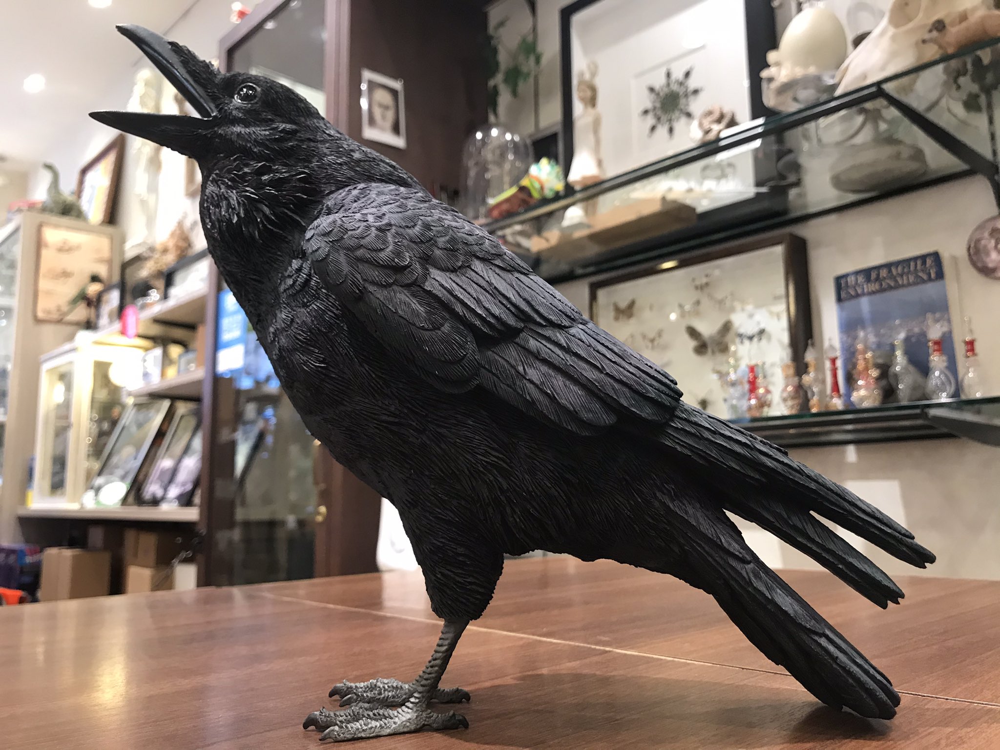 The Study Room 仙台店 リアルすぎるカラスの貯金箱が届いております ハシボソガラス ハシブトガラスの２種類です お値段は4 400円です リアルで可愛いスズメのオブジェも一緒に届いております 渡辺 T Co 8bbshtsczt Twitter