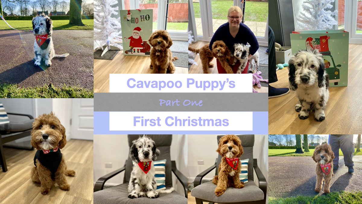 My latest vlog has just gone live on my YouTube channel. It is part one of Bailey’s First Christmas. Part two coming soon. youtu.be/efqz7oSlQIQ