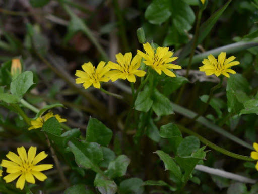 ハラケン マルチでコアな趣味人 春の七草 セリ ナズナ ゴギョウ ハコベラ ホトケノザ スズナ スズシロだけど ホトケノザ は本当に正式名称ホトケノザの植物じゃないよ 春の七草のホトケノザは 正式名称コオニタビラコだよ 鉄腕dash 新宿dash