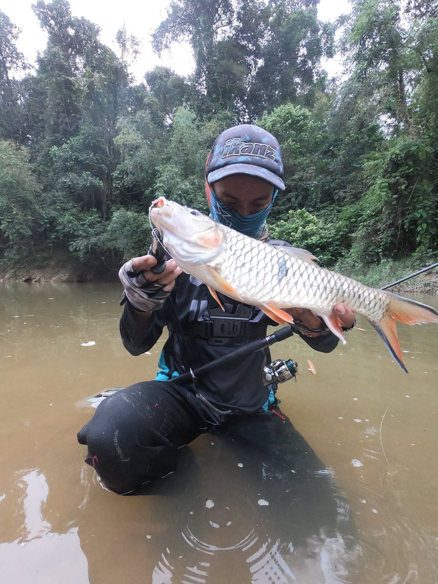 CasterDiary's tweet photo. Jemput tonton geng!🔥
https://t.co/Q0z8HXwgCk

Akibat meranduk sisa kudrat terakhir | sang badong/hampala!
#Fishing #Sebarau #Hampala #UltralightAngler #Ngail #Shimano #Ganko #utsKatana #Randuk #CasterDiary https://t.co/x1bYO2xRCn https://t.co/kaV5owgpCx