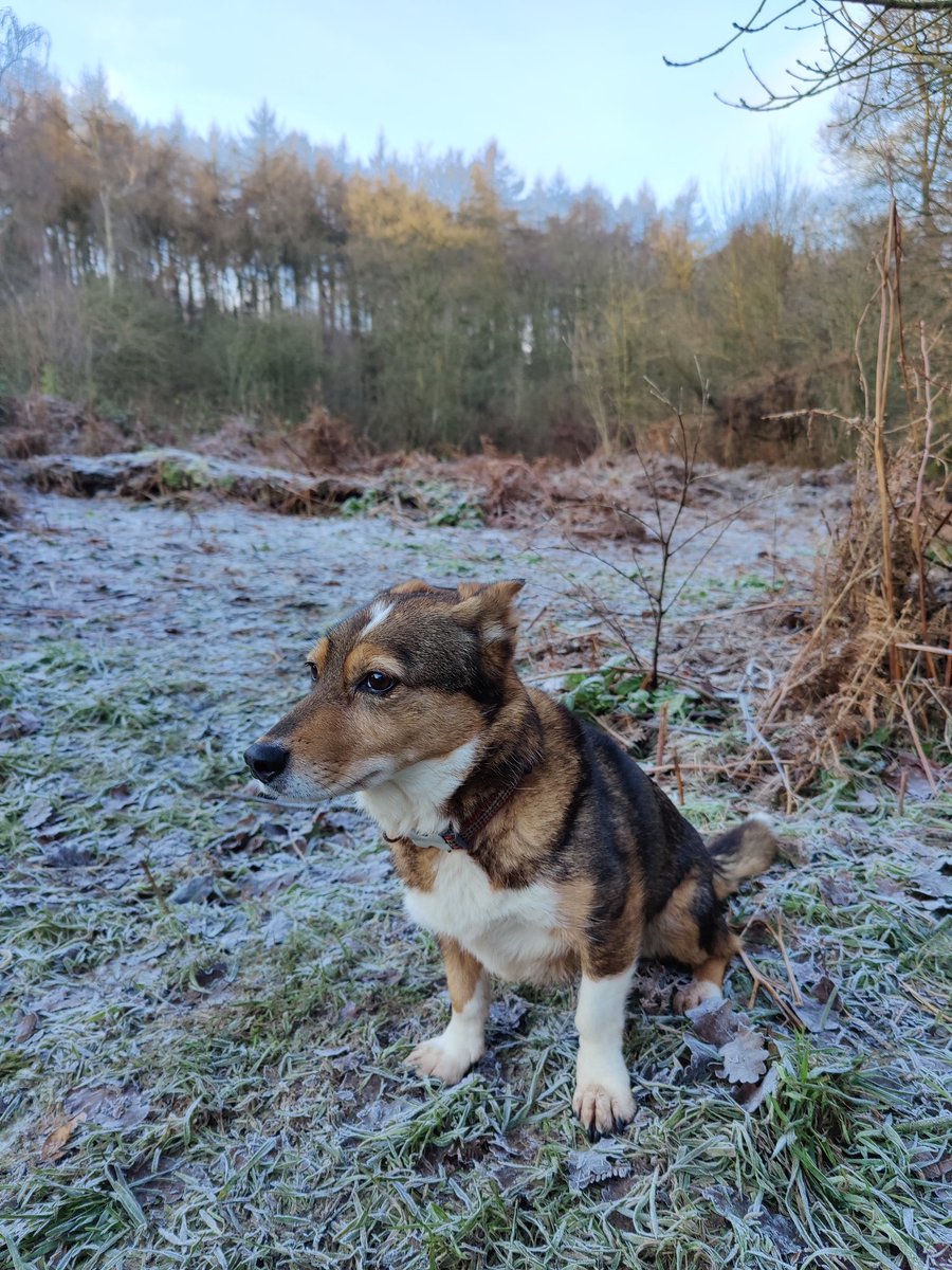 amydeborgie's tweet photo. I took my owner on a walk in my LOCAL area this morning. #followtherules https://t.co/ZisqYZE5uM