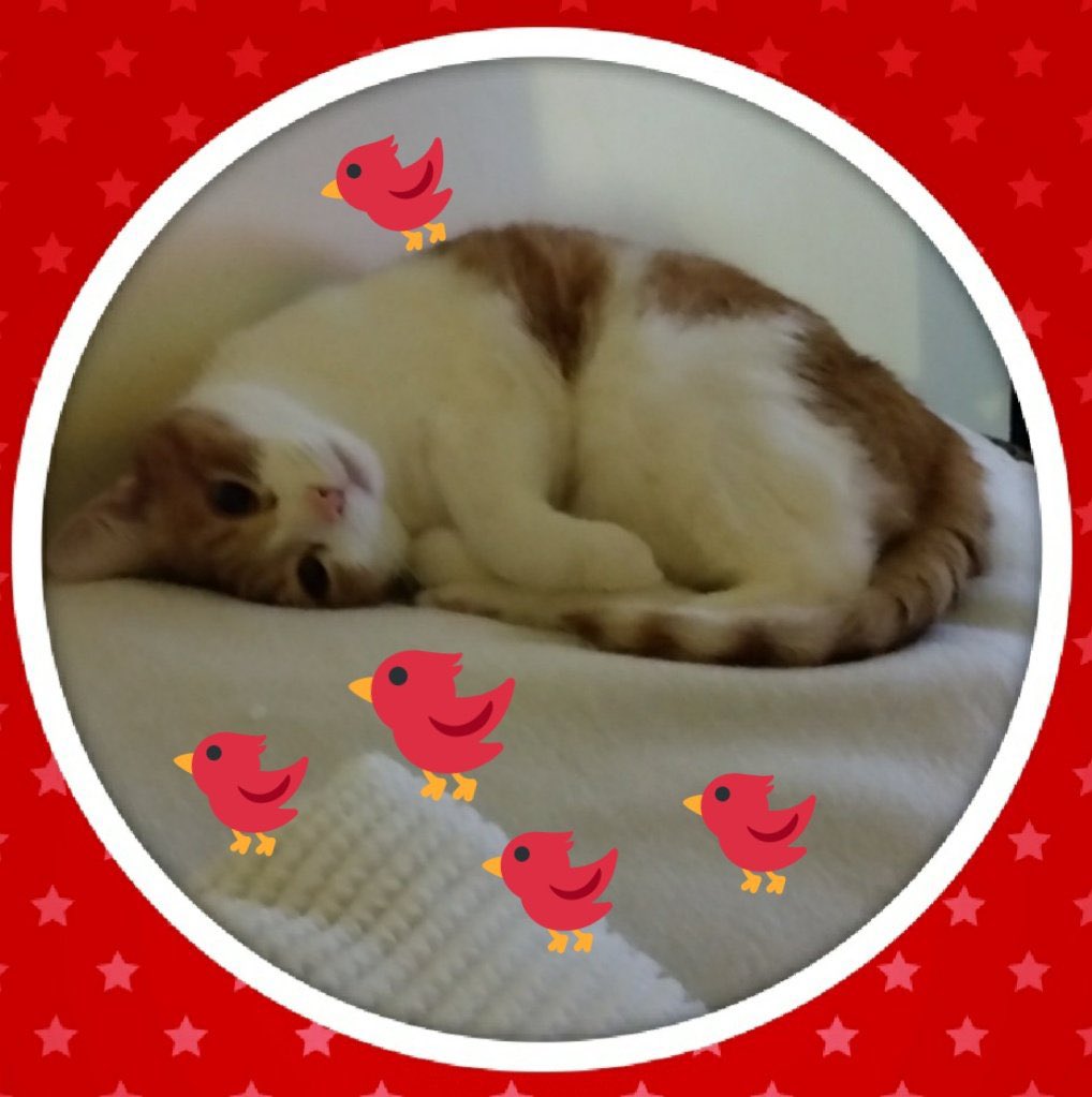 Good morning my beautiful gorgeous fluffy pals Malibu wishing you all a wonderful funday Sunday hope you are all doing well sending love 💕 hugs 🤗 prayers for sick kitties and hoomans especially Luis 🙏love for Gretchen ❤️look after each other love 💕 you all 💕💕