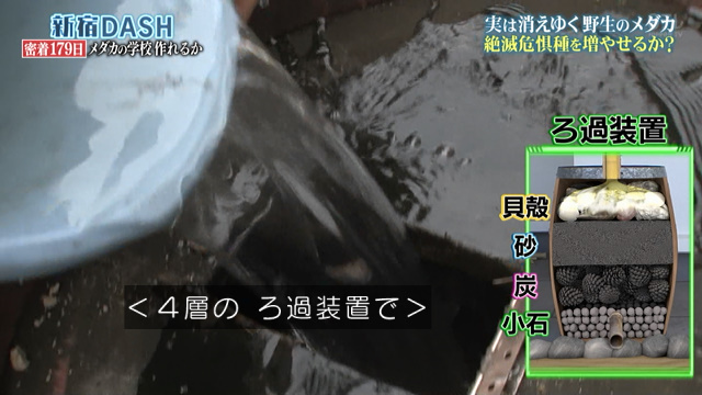 産卵おじさん の異名を持つ城島リーダーの指導のもと新宿の屋上で絶滅危惧種のメダカの繁殖に成功 鉄腕dash 2ページ目 Togetter 産卵おじさん の異名を持つ城島リーダーの指導のもと新宿の屋上で絶滅危惧種のメダカの繁殖に成功 鉄腕dash 2ページ目 Togetter