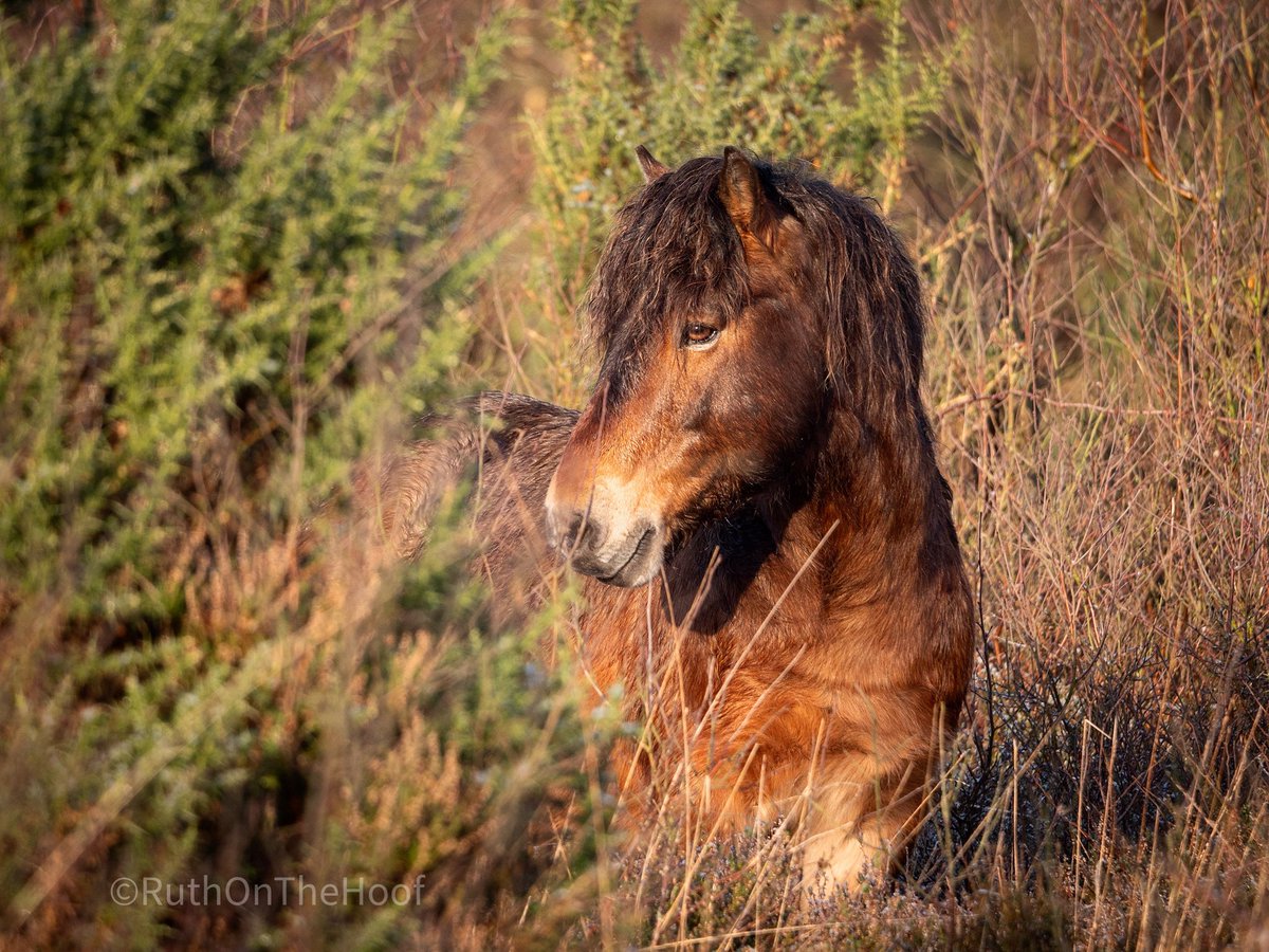 Exmoor ponies are well camouflaged in their natural habitat (wetland & heathland). They are bay with Pangaré colouring which gives them their distinctive muzzle, eye ring, & lighter belly. They blend into their surroundings perfectly  #gonative  @RBSTrarebreeds  @cumbriawildlife