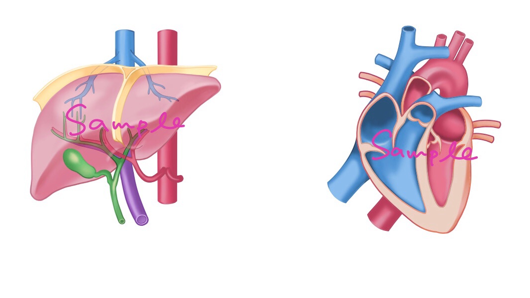 早瀬 ナース系イラストレーター サンプルイラスト 肝臓 心臓 解剖学 医療系イラスト 看護系イラスト 看護師 T Co 3ujrw3zhed Twitter
