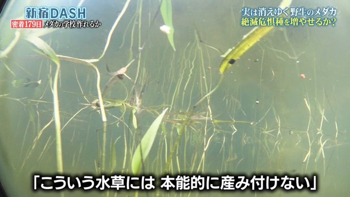 1月10日 日 ザ 鉄腕 Dash で話題になったワード トレンドアットtv