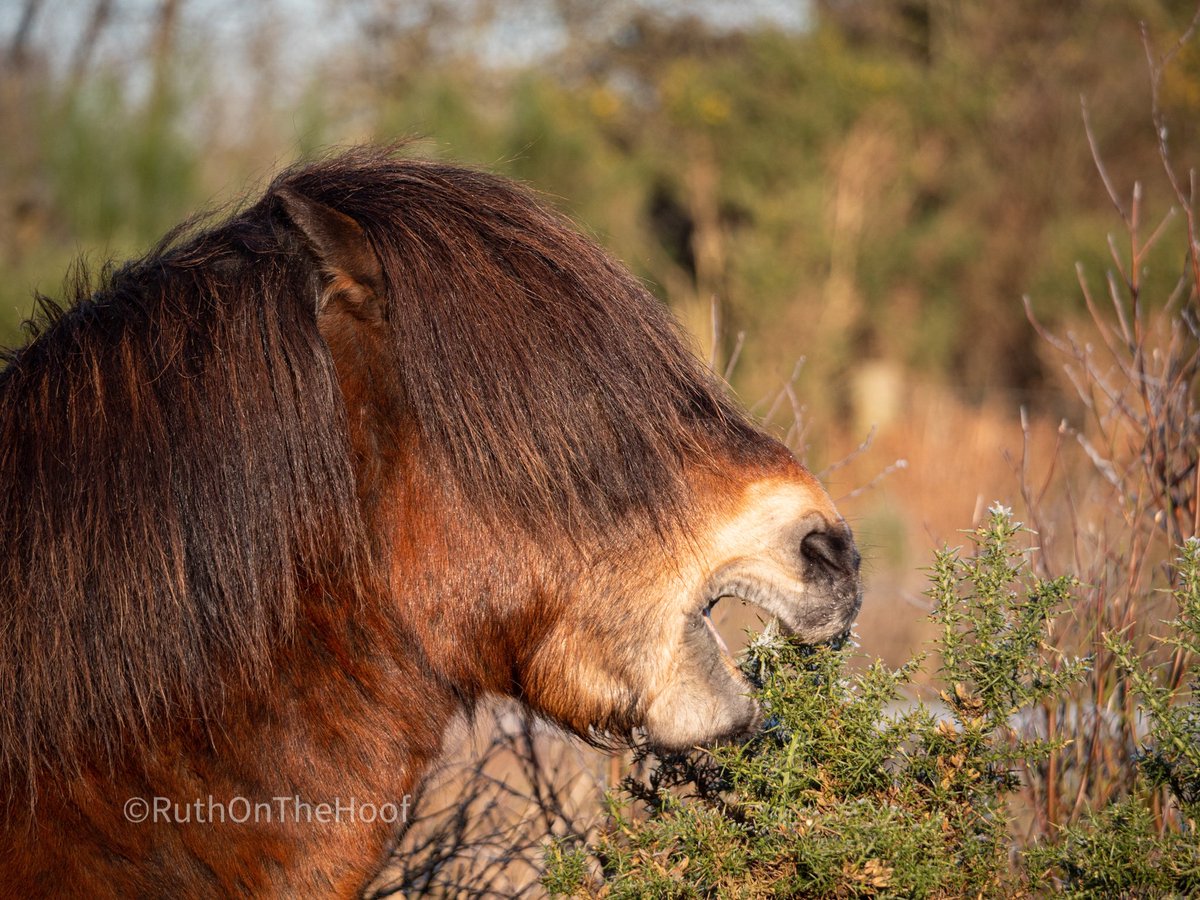 True dun colouring is not present in Exmoor ponies. Dun is cited as an indication the breed is primitive. Indeed, “primitive” dun colouring is often given as a reason for importing Konik ponies over our natives - even though dun exists in many of our native breeds like highlands