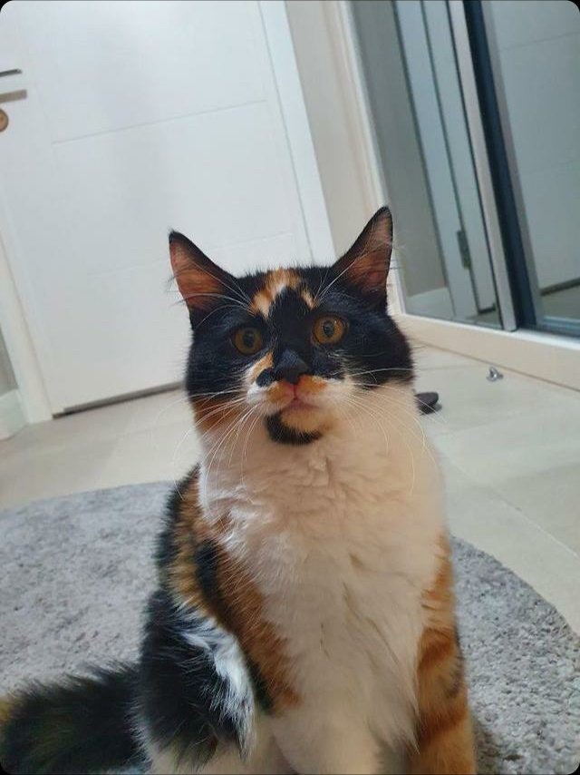 Ayse the cat 🐱 

#cat #catlover #watercolor #illustration #illustrationartists #art #kedi #kediseverler #hayvanseverler #petportrait #animal #animalportrait #suluboya #resim #paticizer