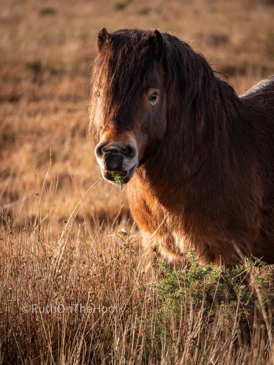 The Exmoor pony does not have the dun gene, and yet they are often considered one of the most primitive looking ponies in Europe. Please can we stop using the dun gene as a reason to import and use foreign breeds  @RBSTrarebreeds  @RareBreedChris