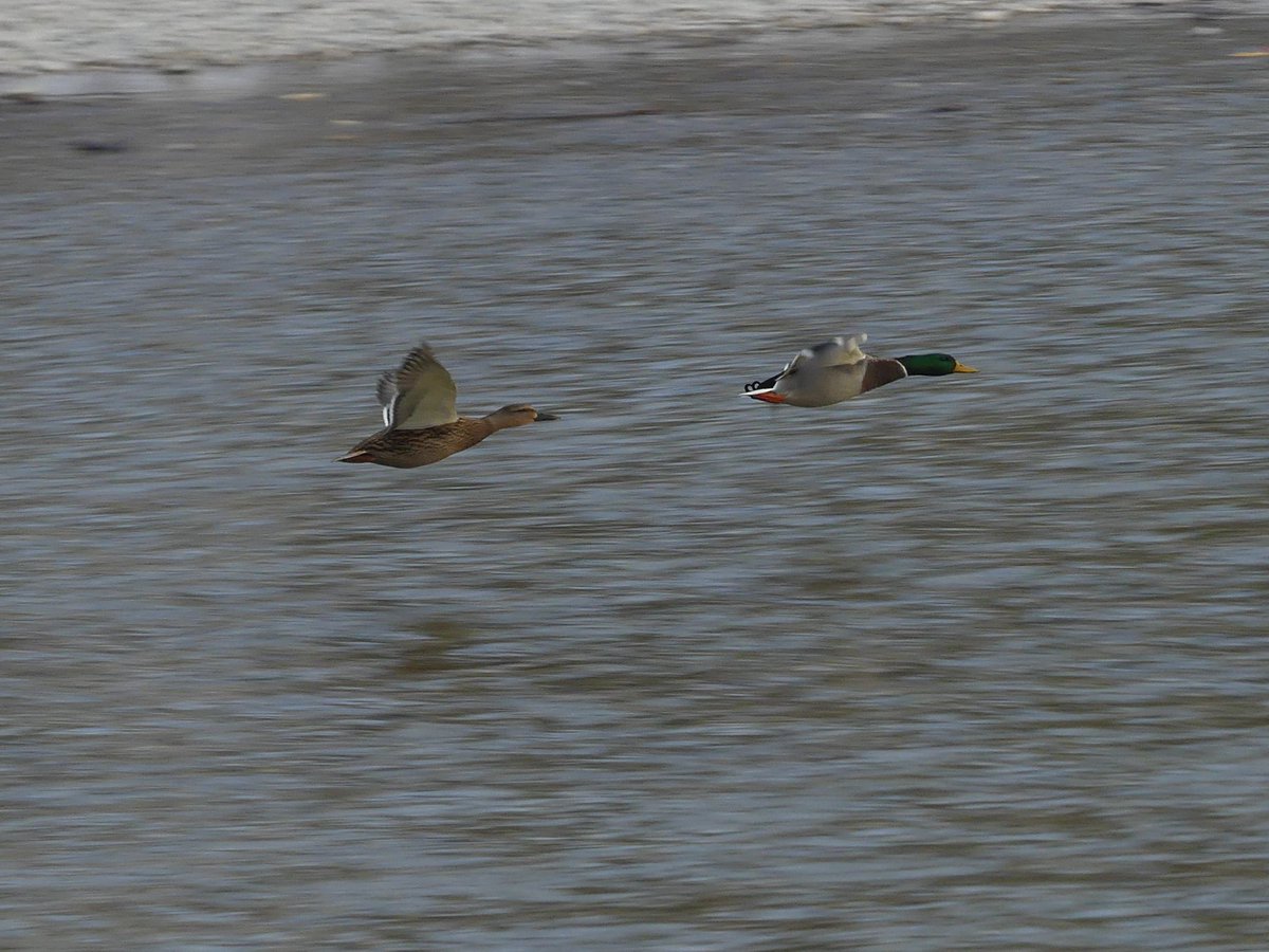 alzina36048490's tweet photo. #Enten im #Formationsflug find ich immer sehr cool :)
!B https://t.co/TEb75oW92s