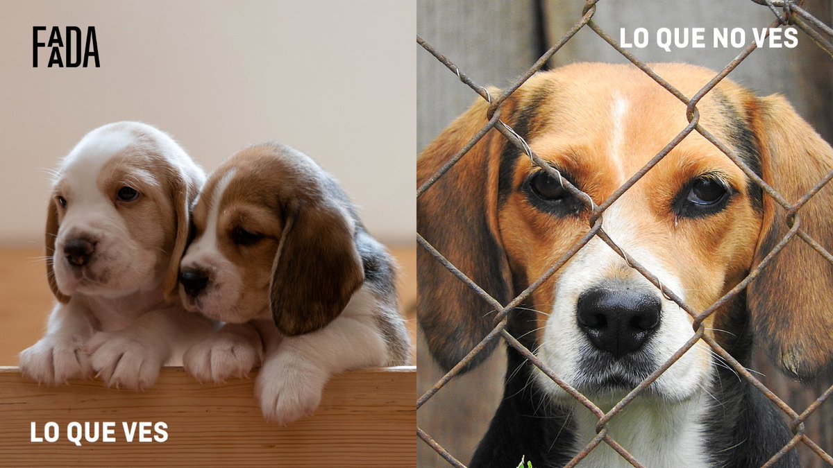 FAADAorg's tweet photo. ⚠️😔Lo que quieren que veas y lo que no💔 No miremos hacia otro lado, NO compres animales‼️
👉Adopta y salva una vida💚🐾
#AdoptaNoComptes #NoCompresAnimales https://t.co/IfRmmP6uBy