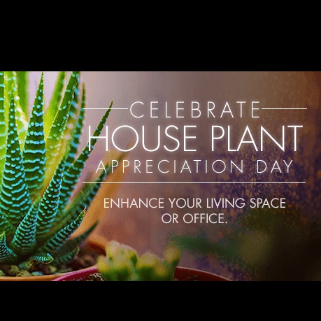Today is THE day to get back to tending to, and loving your houseplants. And, it's also a day to appreciate just how special and important they are.
#houseplantappreciationday #njlca #growingeveryday